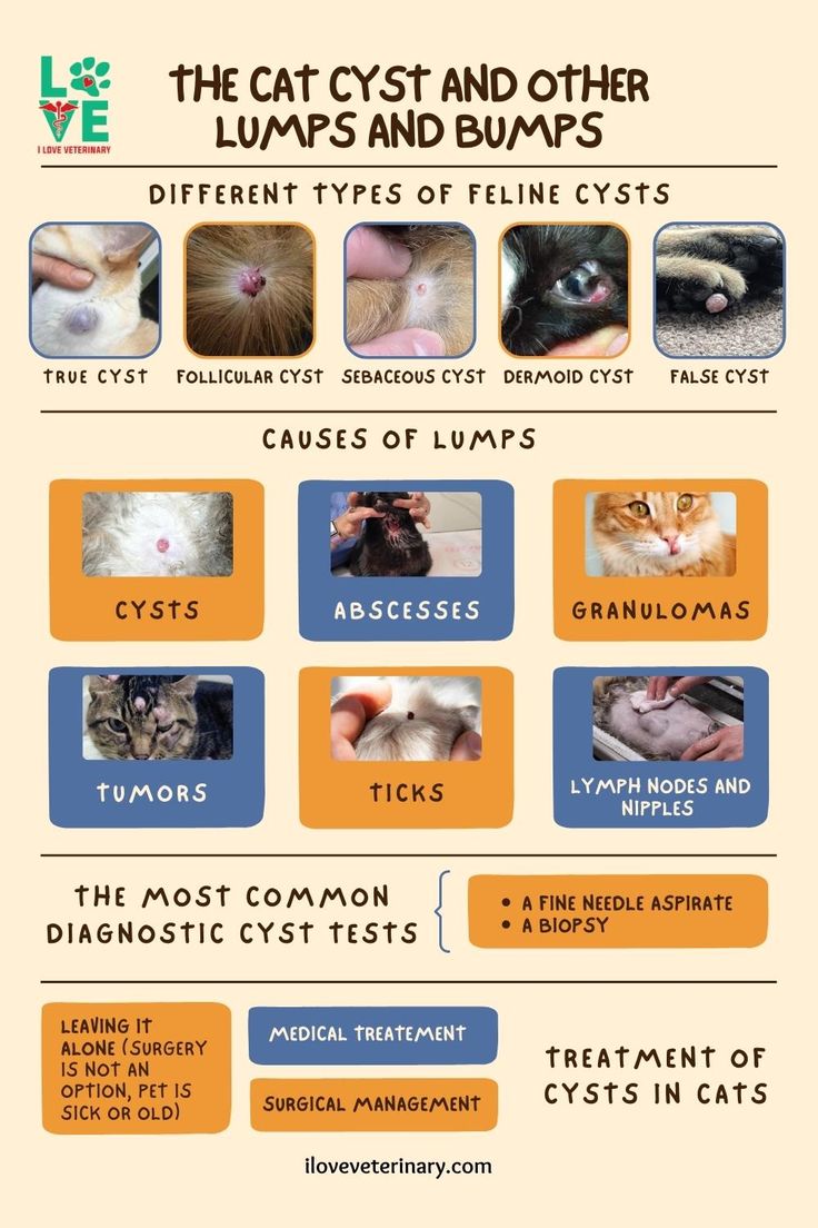 The Cat Cyst and Other Lumps and Bumps | Cysts, Dermoid cyst, Feline acne