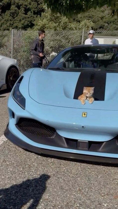 a blue sports car with a cat sitting on the hood and people standing around it