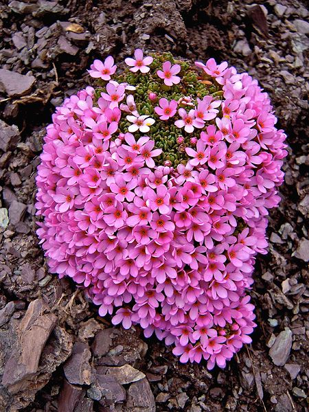 some pink flowers are growing out of the ground in front of rocks and gravel on the ground