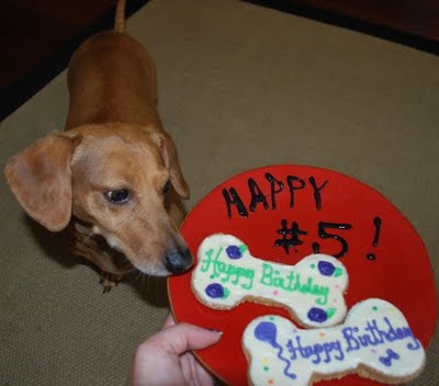 a brown dog standing next to a red plate with a happy birthday cake on it