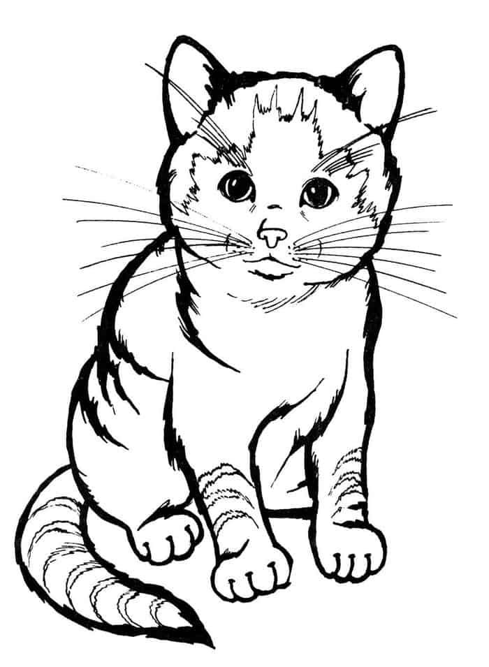 13++ Realistic cat coloring pages ideas in 2021 