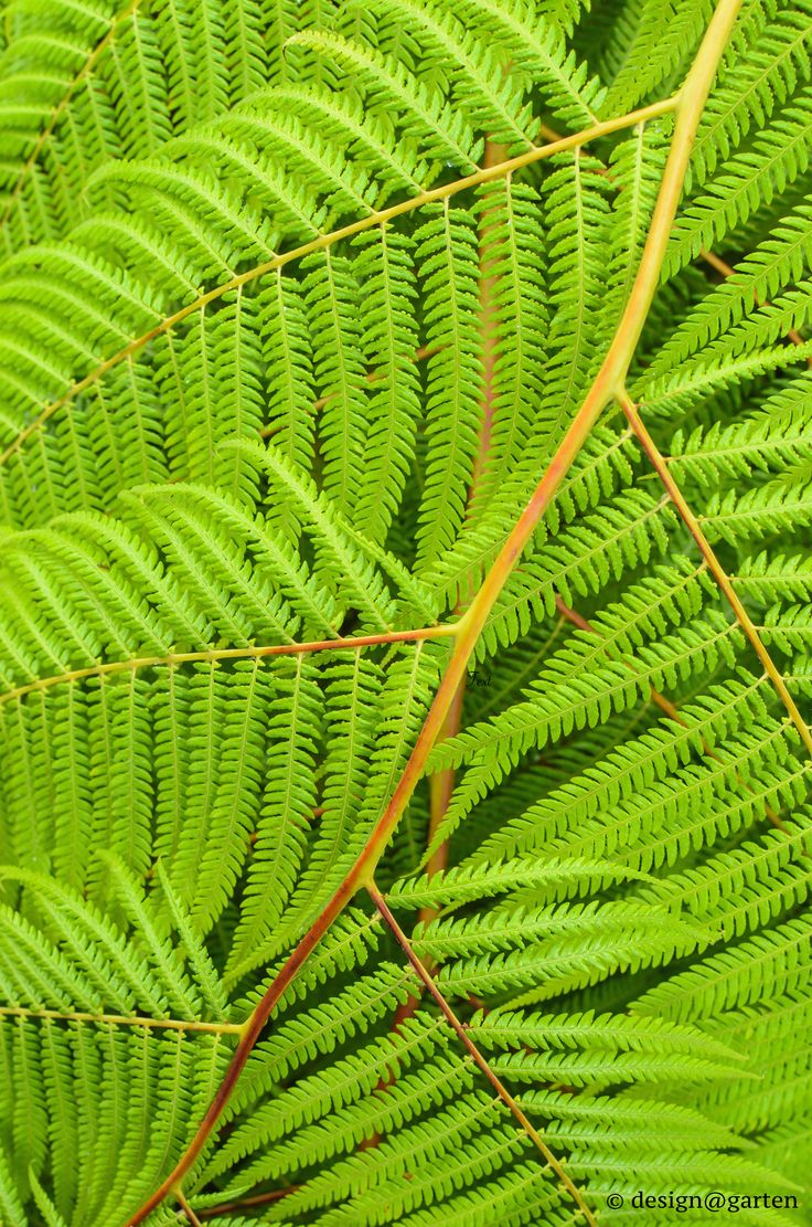 farn | fern | World of color, Moss grass, Plant leaves