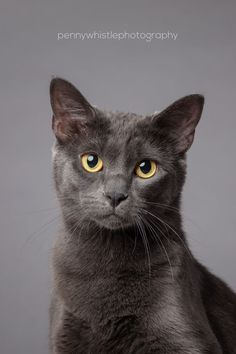 a black cat with yellow eyes sitting down