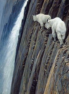 two mountain goats standing on the edge of a cliff