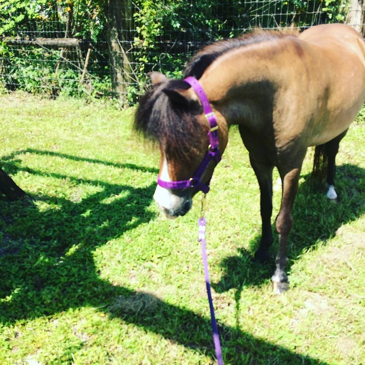 a brown horse standing on top of a lush green field