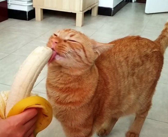 an orange cat eating a banana while standing on the floor