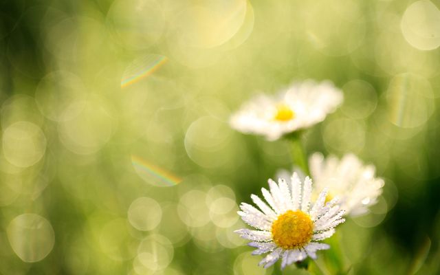 some daisies in the grass with a bible verse written on it's side