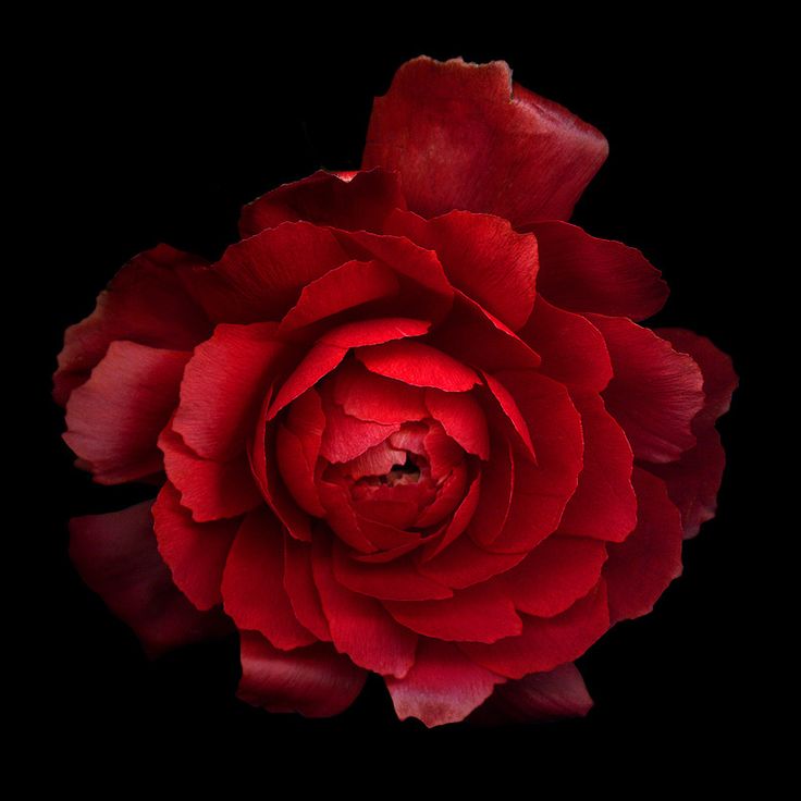 a large red flower is shown in the middle of dark background, with only one bud visible