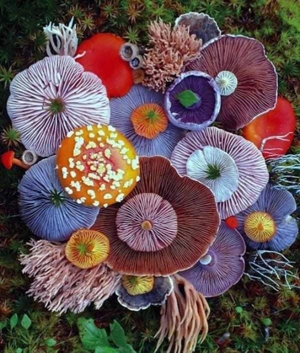 an overhead view of many different types of mushrooms on the ground, including oranges and purples