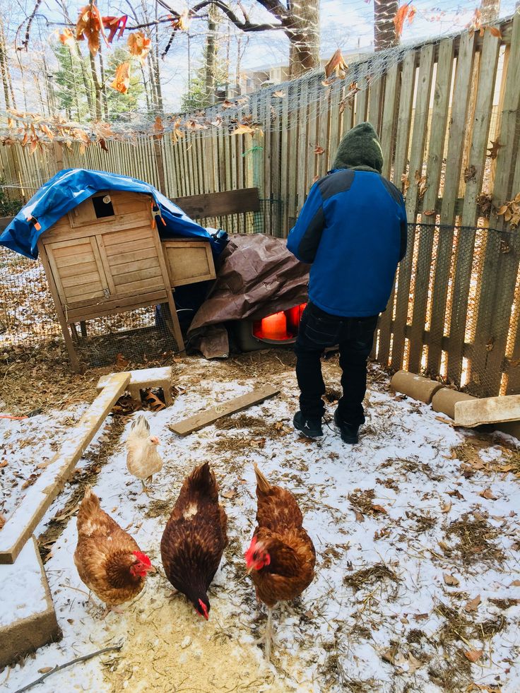 a man standing next to chickens in the snow