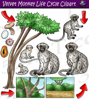 Vervet Monkey Life Cycle Clipart | Life cycles, Clip art, Animal life ...