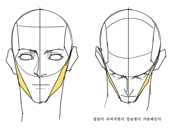 face anatomy drawing reference