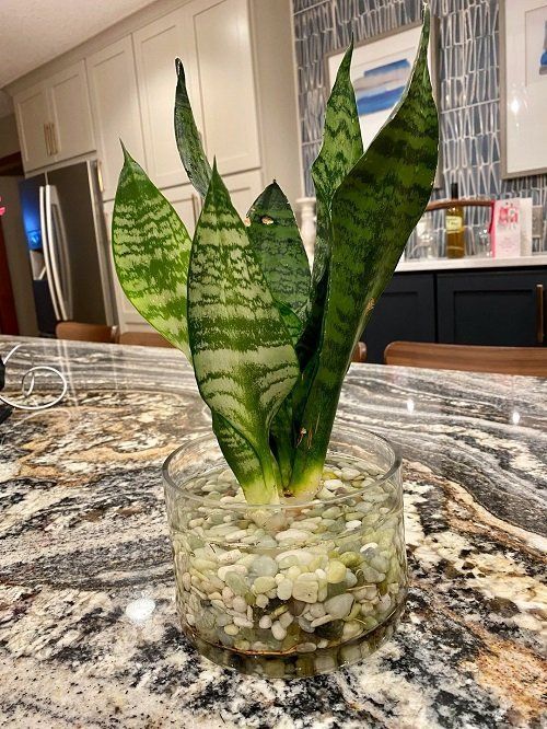 a potted plant sitting on top of a kitchen counter