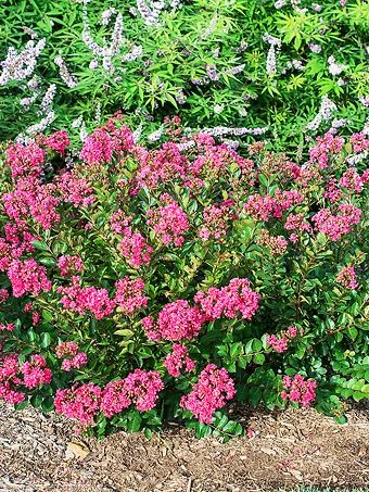 some pink flowers are growing in the dirt