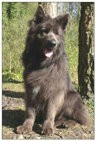 a large black dog sitting next to a tree in the forest with its tongue hanging out