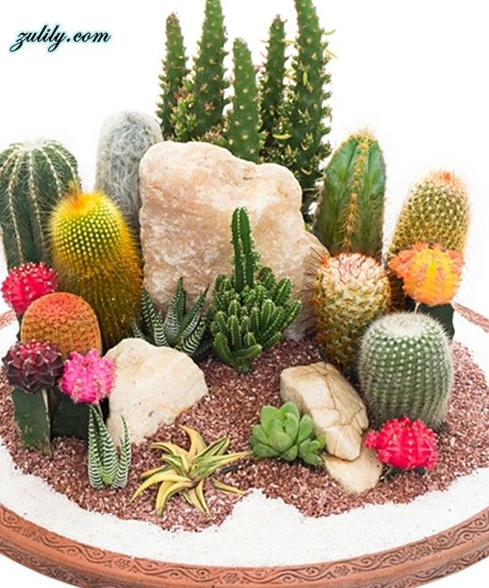 an assortment of cacti and succulents in a bowl