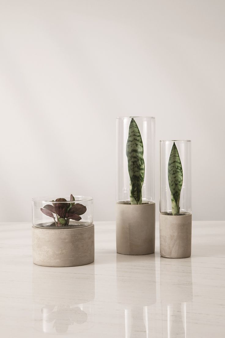 two plants in glass vases sitting on a table