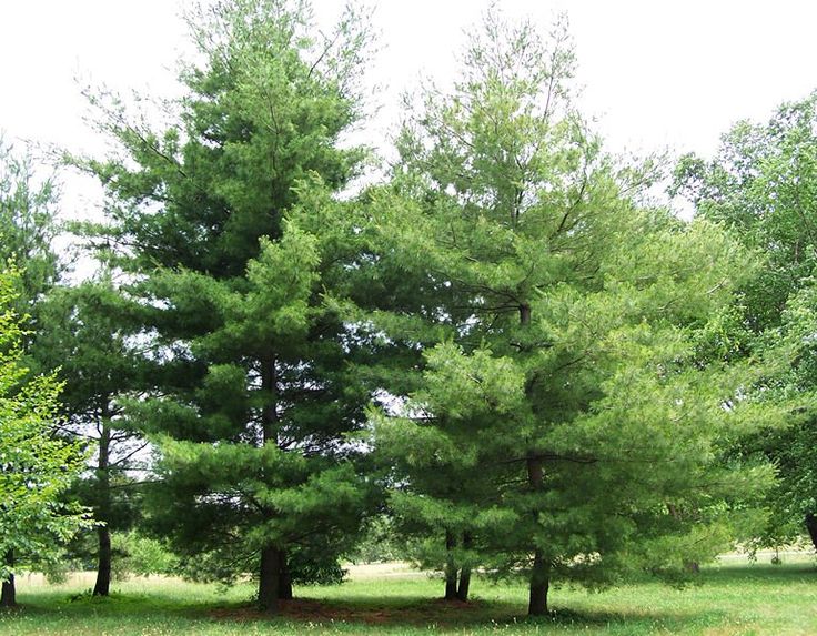 several trees in the middle of a grassy field