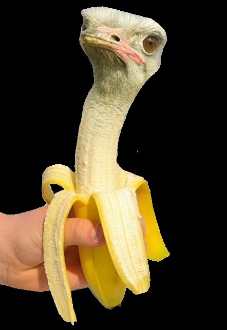 a hand holding a banana with an ostrich's head sticking out of it