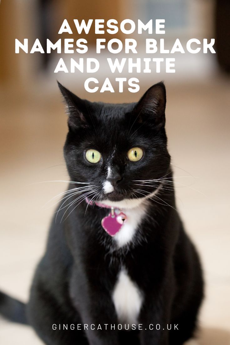 a black and white cat with the caption awesome names for black and white cats