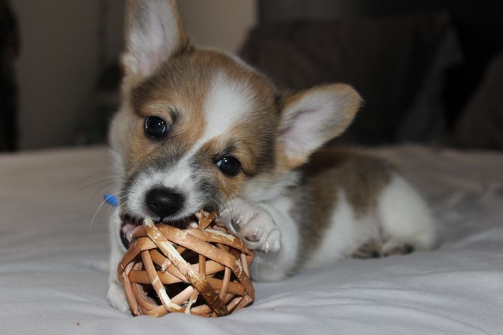 a small dog chewing on a toy made out of wickers and bamboo sticks