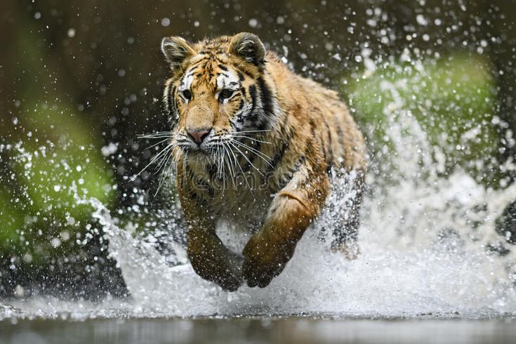 a tiger running through the water with splashes on it's face and head