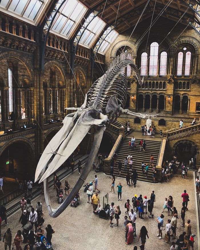 a large dinosaur skeleton in the middle of a building with many people standing around it