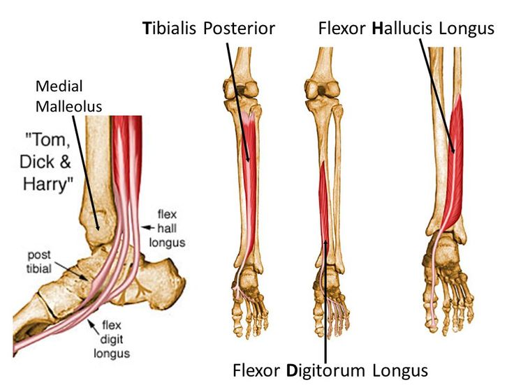 an image of the bones and tendors of the lower limb, from top to bottom