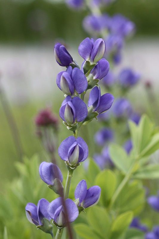 purple flowers with green leaves in the foreground