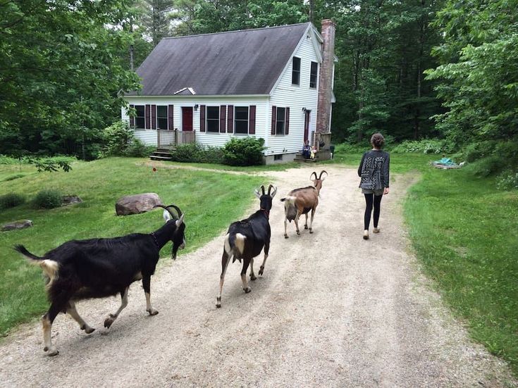 a woman walking down a dirt road with several goats on the side and a house in the background