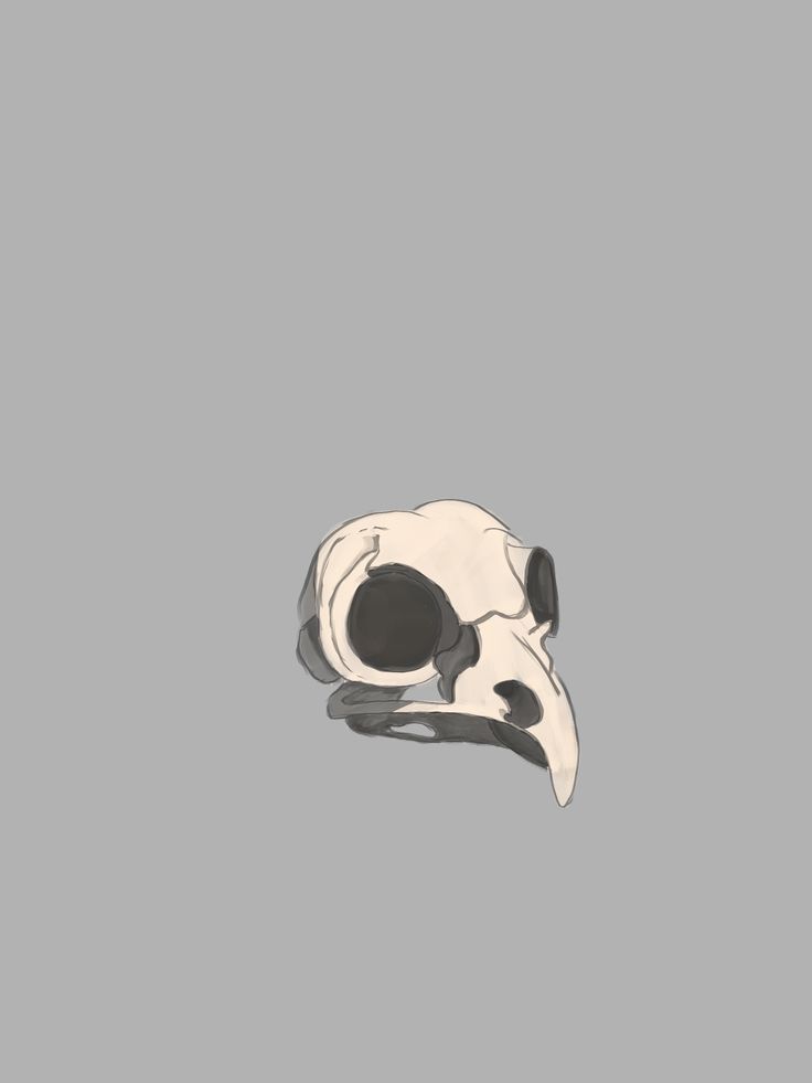 a white and black animal skull on a gray background