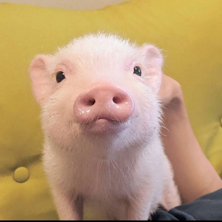 Adorable cute little piglet sitting on pig mom lap and staring into her eyes. Piglet Photos, Baby Pigs, Pig Lovers, Little Pigs, So Adorable, Pigs, Mom And Dad, Your Eyes