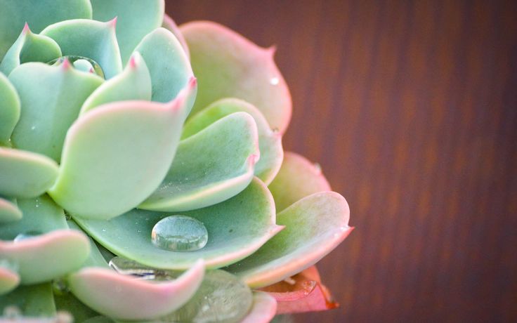 a green plant with water drops on it