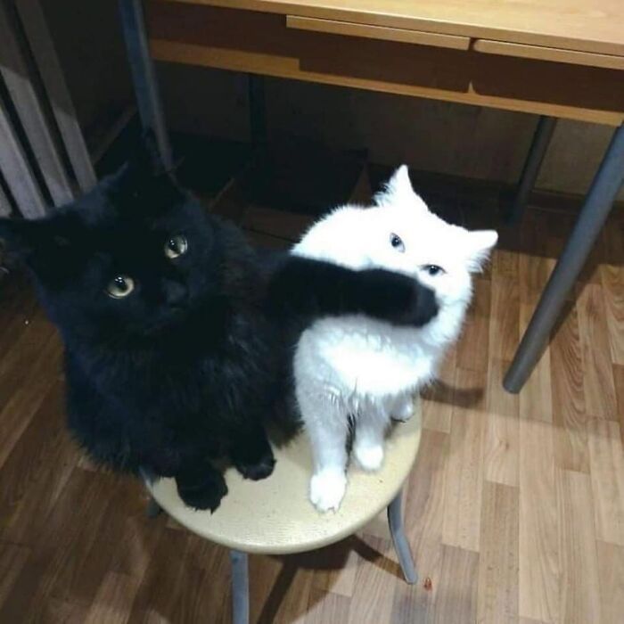 two black and white cats sitting on top of a chair under a wooden dining table