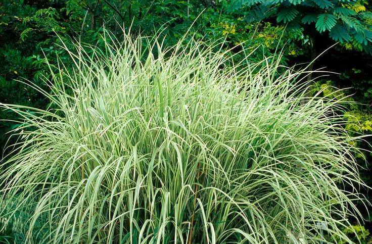 the tall grass is green and white in color