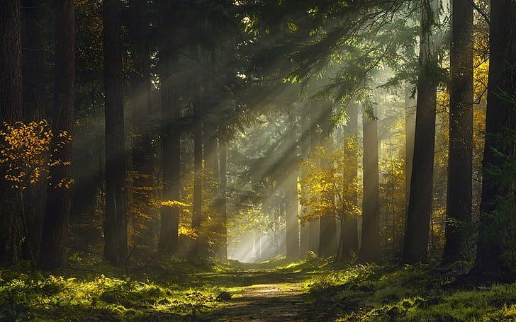 the sun is shining through the trees in this forest path with sunlight streaming through it