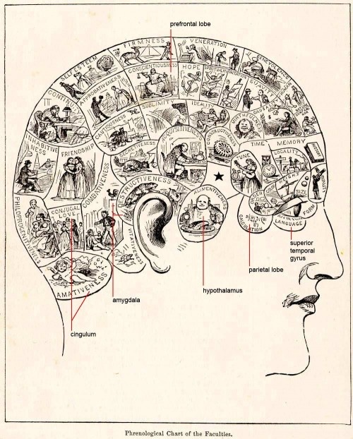 a diagram of the human head with different parts labeled