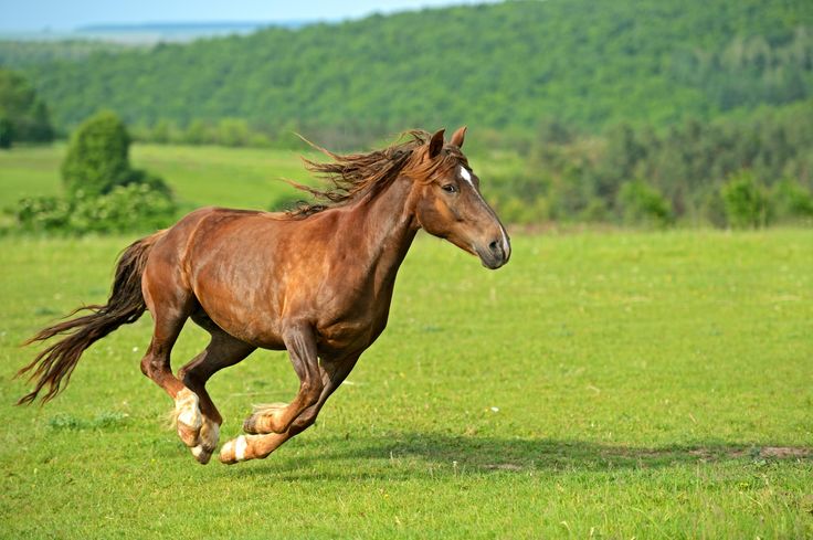 a brown horse running across a lush green field with trees in the backgroud