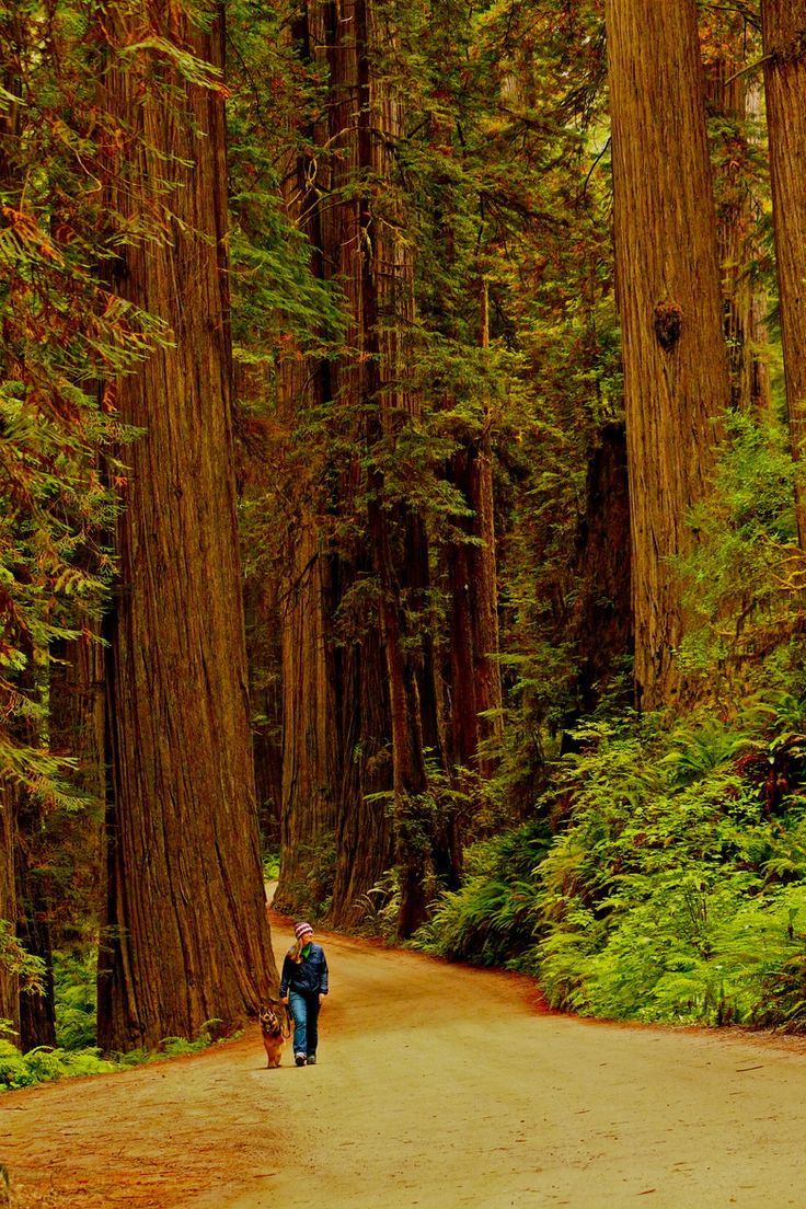 two people walking down a dirt road surrounded by tall trees