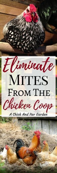 the ultimate guide to feeding and caring your chickens