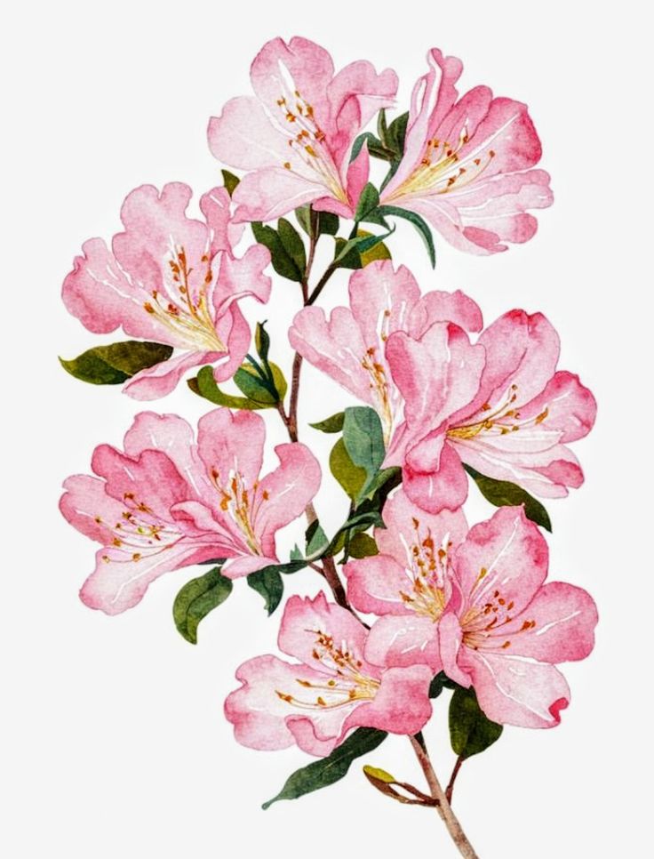 pink flowers on a white background with green leaves and stems in the center, watercolor drawing