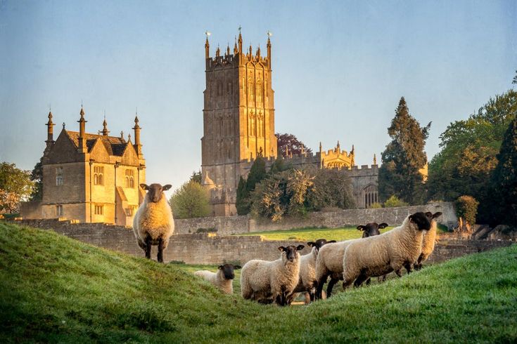 a herd of sheep standing on top of a lush green field next to a tall building