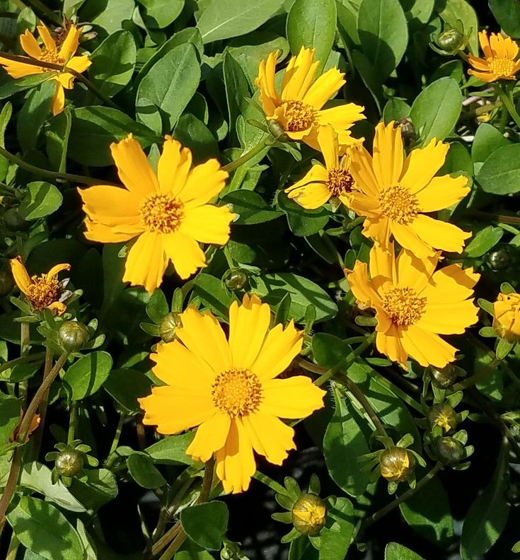 yellow flowers are blooming in the sun