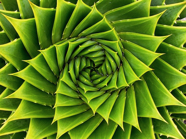 the top view of a large green plant with many leaves in it's center