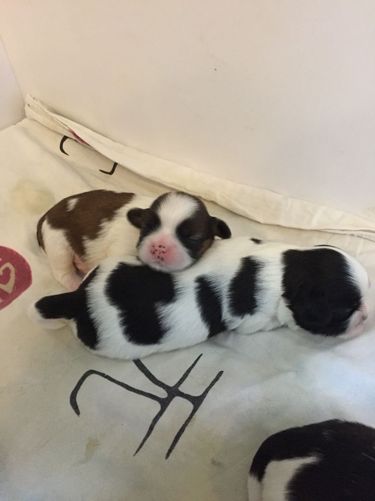 three puppies are laying on top of each other