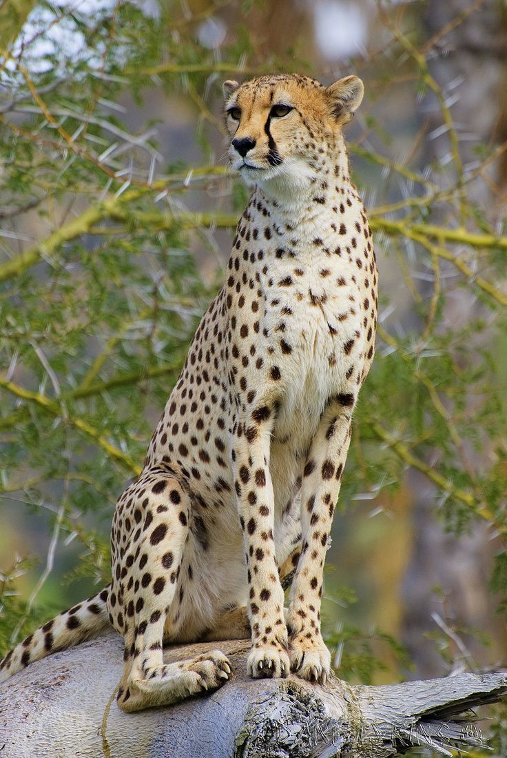 a cheetah sitting on top of a tree branch in front of some trees