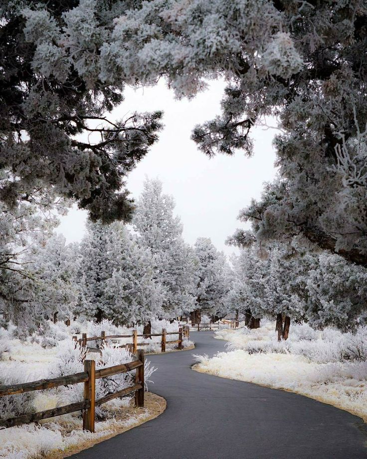 a road that is surrounded by trees and snow covered grass with a fence in the foreground