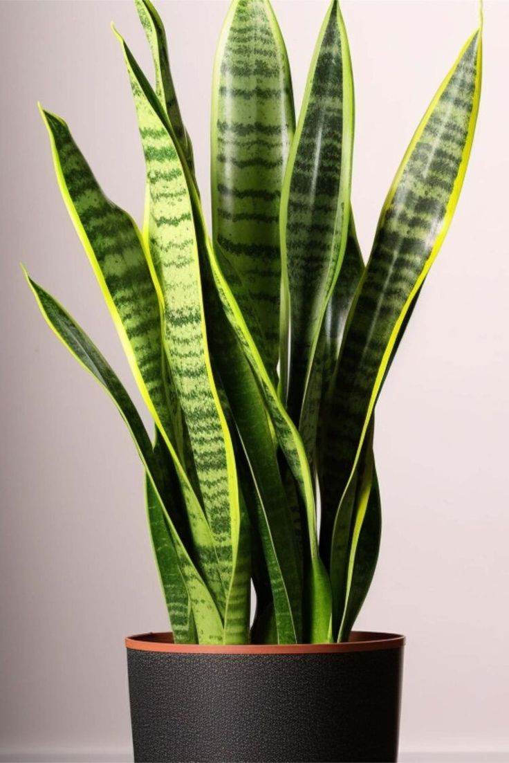 a green plant in a black pot on a table