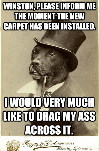 Old Money Dog Updates His Mansion Old Money Dog, Like A Sir, Fancy Dog, It's Funny, The Perfect Guy, Funny Animal Memes, Laughing So Hard, Dog Memes, Animal Memes