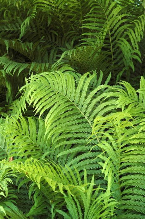 Matteuccia struthiopteris | Feuillage, Pépinière, Plante